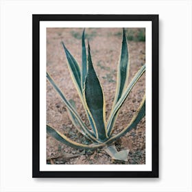 Agave in red ground // Ibiza Nature Photography Art Print