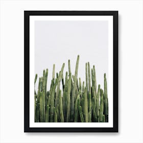 Green Cactus Art Print