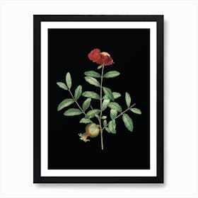 Vintage Pomegranate Branch Botanical Illustration on Solid Black n.0091 Art Print