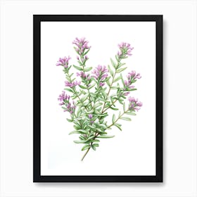 Thyme Vintage Botanical Herbs 6 Art Print