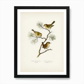 Eurasian Wren, The Von Wright Brothers Art Print