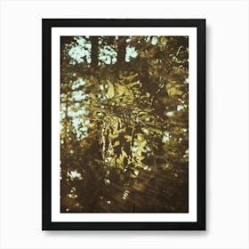 Sun Shines Through The Trees Art Print