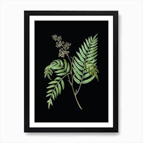 Vintage Peruvian Pepper Botanical Illustration on Solid Black n.0873 Art Print