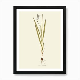 Lily Of The Valley 39 Art Print