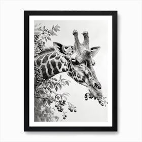 Giraffe Eating Berries Pencil Drawing 4 Art Print