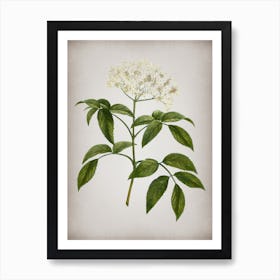 Vintage Elderberry Flowering Plant Botanical on Parchment Art Print