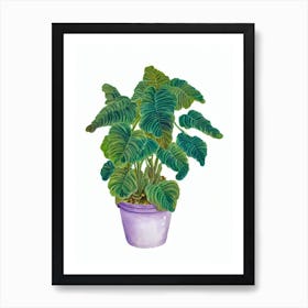 Cape Primrose (Streptocarpus Hybrids) Watercolor Art Print