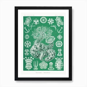 Thuroidea–Gurkensterne, Ernst Haeckel Art Print