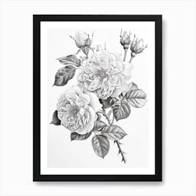 Roses Sketch 64 Art Print