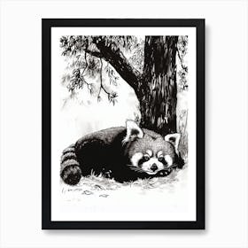 Red Panda Laying Under A Tree Ink Illustration 3 Art Print