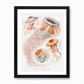 Discomedusae–Scheibenquallen, Ernst Haeckel Art Print