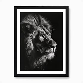 Barbary Lion Charcoal Drawing Night Hunt 4 Art Print