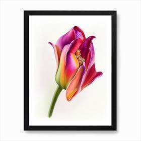 Tulip Wildflower Watercolour Art Print