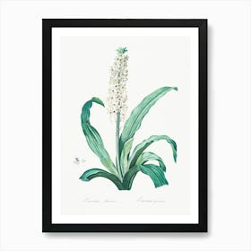 Eucomis Punctata, Pierre Joseph Redoute Art Print