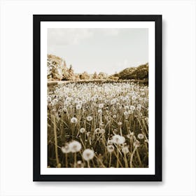 Dandelion Field Art Print