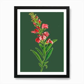 Fuchsia Art Print