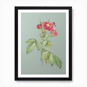 Vintage Boursault Rose Botanical Art on Mint Green Art Print