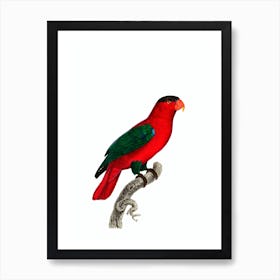 Vintage Purple Naped Lory Bird Illustration on Pure White Art Print