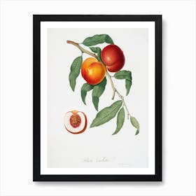 Walnut (Persica Violacea) From Pomona Italiana (1817 1839), Giorgio Gallesio Art Print