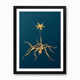 Vintage Hypoxis Stellata Botanical in Gold on Teal Blue Art Print