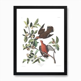 Zenaida Dove Art Print