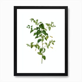 Vintage Tree Fuchsia Botanical Illustration on Pure White n.0466 Art Print