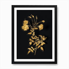 Vintage Red Rose Botanical in Gold on Black n.0511 Art Print