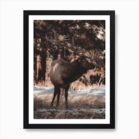 Wilderness Elk Art Print