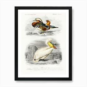 Different Types Of Birds, Charles Dessalines D'Orbigny 25 Art Print