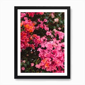 California Blooms IV Art Print