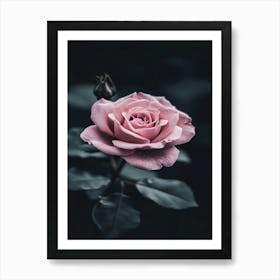 Pink Rose 42 Art Print