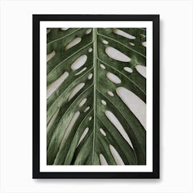 Monstera Deliciosa Detail Art Print