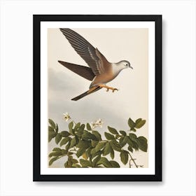 Dove James Audubon Vintage Style Bird Art Print