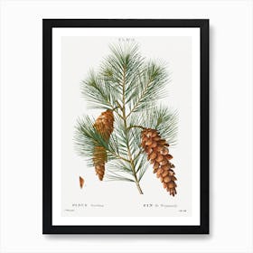 White Pine Print Art Print