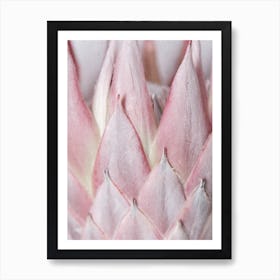 Details Of Blush Pink Protea Art Print