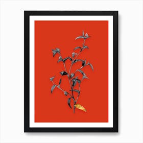 Vintage Commelina Africana Black and White Gold Leaf Floral Art on Tomato Red n.0256 Art Print