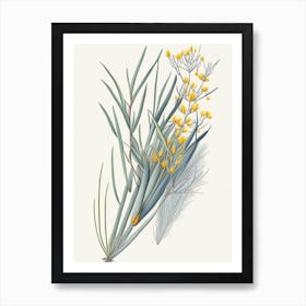 Ephedra Herb Pencil Colour 2 Art Print