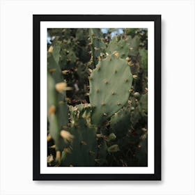 Prickly Cactus In Croatia Art Print