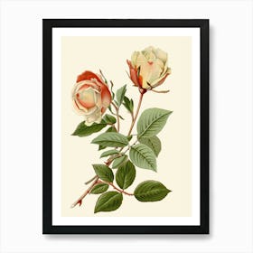 Roses 1 Art Print