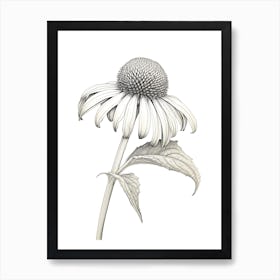 Echinacea Vintage Botanical Herbs 3 Art Print