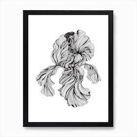 Iris Linear Drawing Art Print