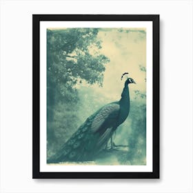 Vintage Turquoise Peacock On The Path 1 Art Print