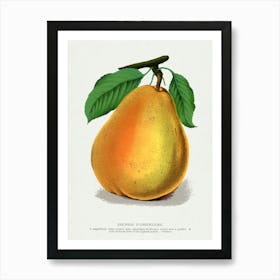 Vintage Botanical Pear Lithograph Art print _2697930 Art Print