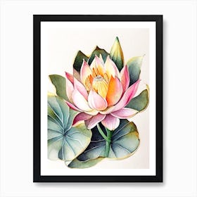 Double Lotus Watercolour Ink Pencil 3 Art Print