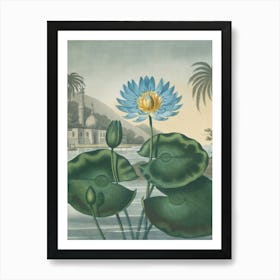 Lotus Flower 3 Art Print