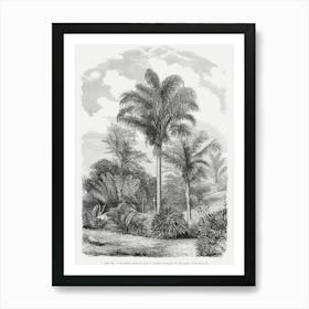 Vintage Palm Tree Art Print _2643189 Art Print