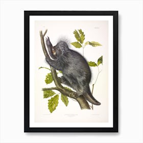 Canada Porcupine, John James Audubon Art Print