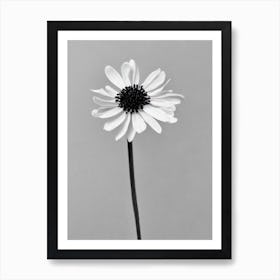 Laurel B&W Pencil 2 Flower Art Print