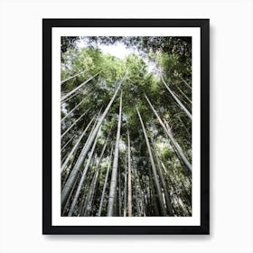 Bamboo Forest Ii Art Print