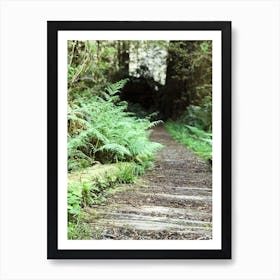 Ferns In The Forest 1 Art Print